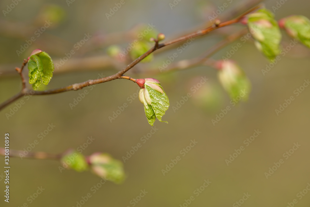 Young tree leaf and bud. New spring foliage appearing on branches. Tree or bush releasing buds. Seasonal forest background. Young tree leaf and bud. New spring foliage appearing on branches. Tree or bush releasing buds. Seasonal forest background.