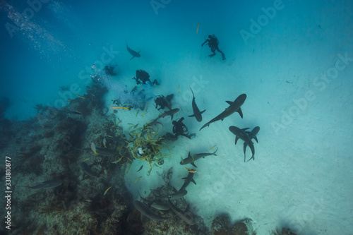 Divers and sharks seen from above.