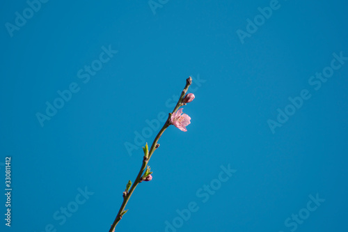Photos Rama aislada de almendro en flor con el cielo azul de fondo