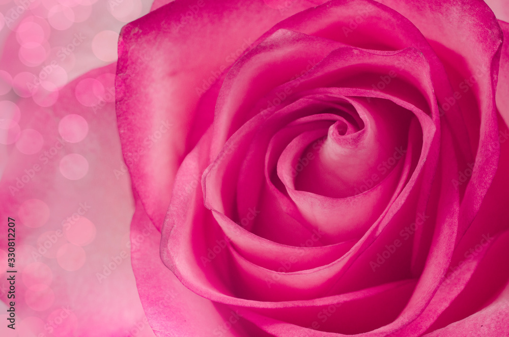 Macro pink rose background. Close-up. Macro pink rose background. Close-up.