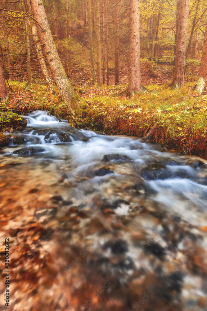 River in the forest during autumn