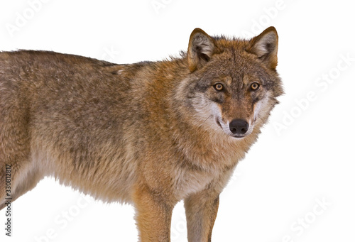 European gray wolf / wild grey wolf (Canis lupus) against white background