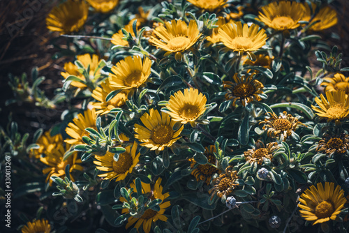 Flowers of Asteriscus maritimus photo