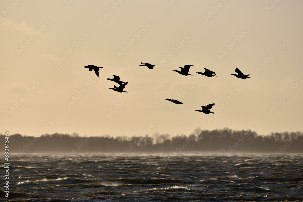 Fototapeta premium cormorant key