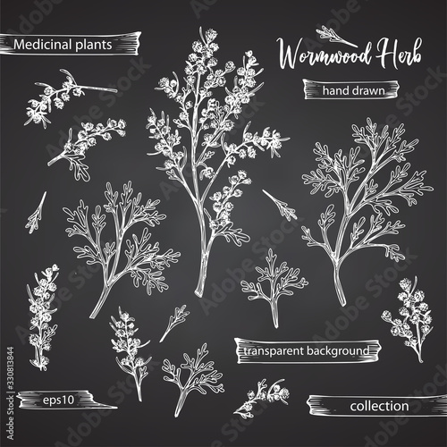 Set hand drawn of wormwood root, lives and flowers in white chalk style isolated on black background. Retro vintage graphic design. Botanical sketch drawing, engraving style