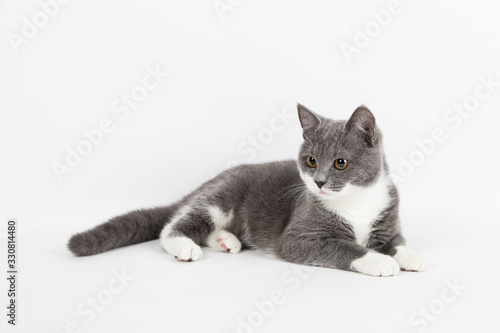 Funny gray kitten with white paws socks, isolate on a white background. The pet is watching and playing. Commercial sale, copy space.