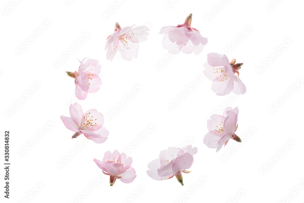 Obraz premium 桜の花 円