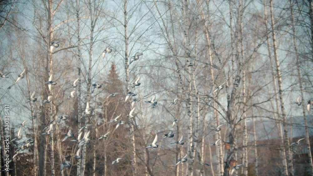 Russian winter - ducks are flying away to the sky