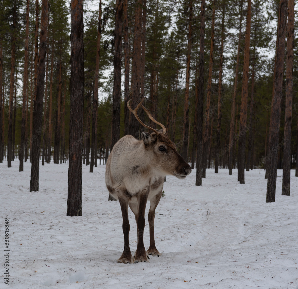 reindeer Hannukainen reindeer Hannukainen