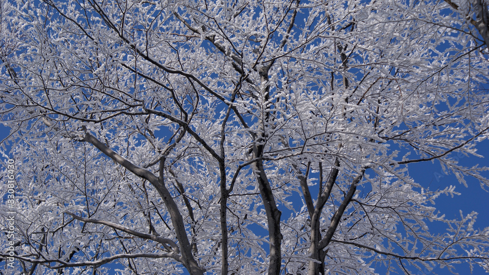 frosted, frozen tree crowns on a blue background frosted, frozen tree crowns on a blue background