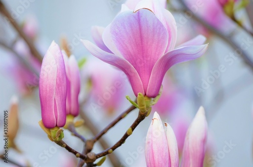 Beautiful magnolia spring flower branch in the garden
