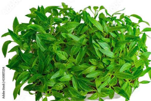 Young green shoots of sweet pepper with juicy leaves. Seedlings of bell pepper