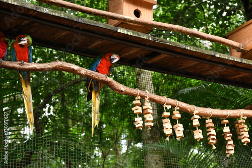 red and blue big parrots in natural conditions in a natural national park