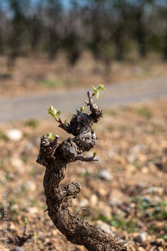 Fototapeta premium Vine buds