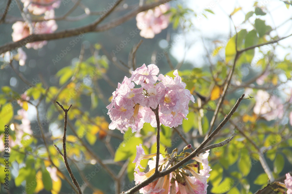 Obraz premium flowers in spring