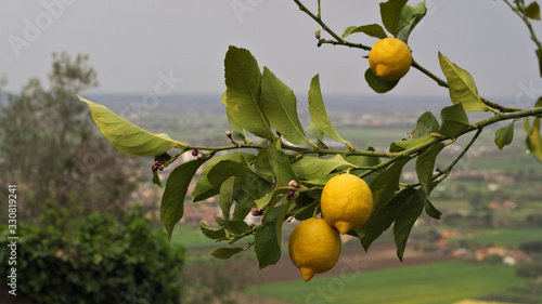 lemon tree