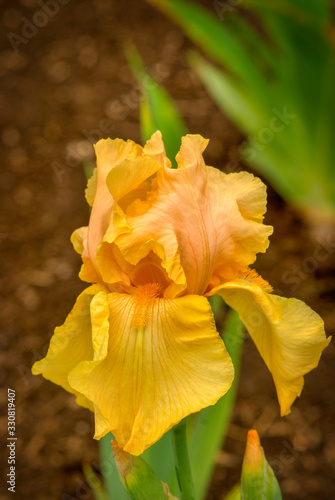 Yellow iris