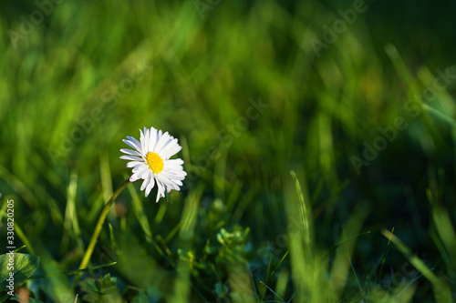 close-up or macro of a daisy flower isolated in green grass with a blurred background 