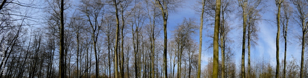 Wald mit blauem Himmel Wald mit blauem Himmel