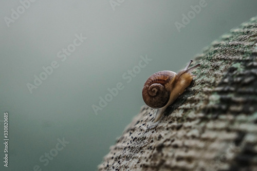 A foreground of a snail on a rock with the background out of focus