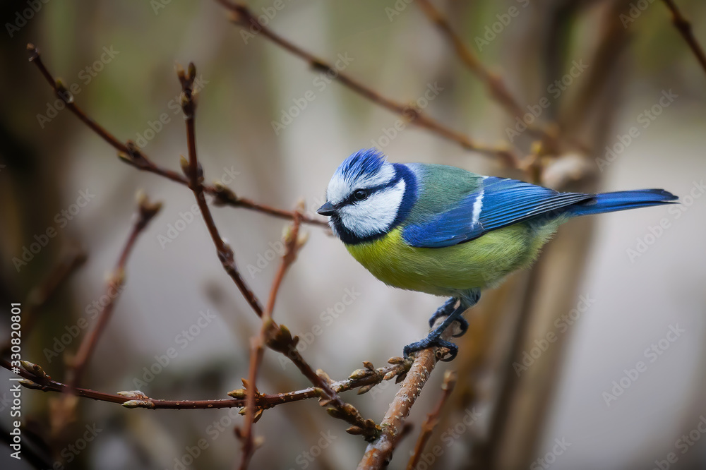 A blue tit sitting in a bush