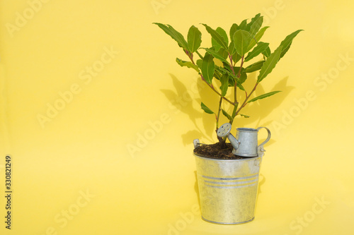 Fototapeta Naklejka Na Ścianę i Meble -  green succulent plant laurel in a tin bucket with a watering can on a yellow background. homemade seasonings and herbs.