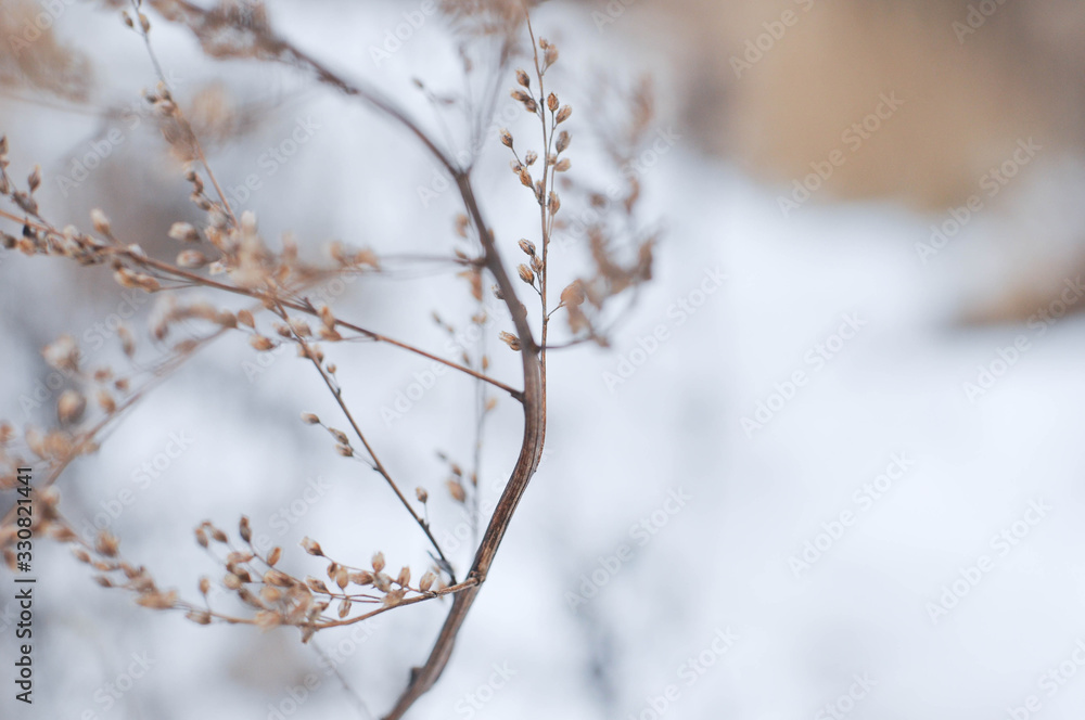 Winter wonderland, frozen flowers, snowy nature