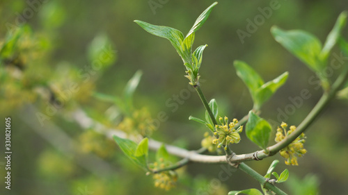 young  growing leaves