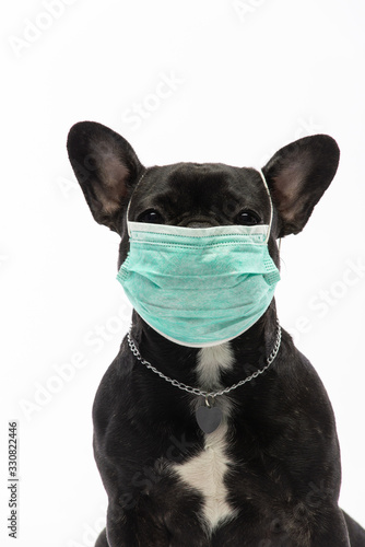 dog in a medical mask on a white background. French Bulldog. Coronavirus. COVID-19