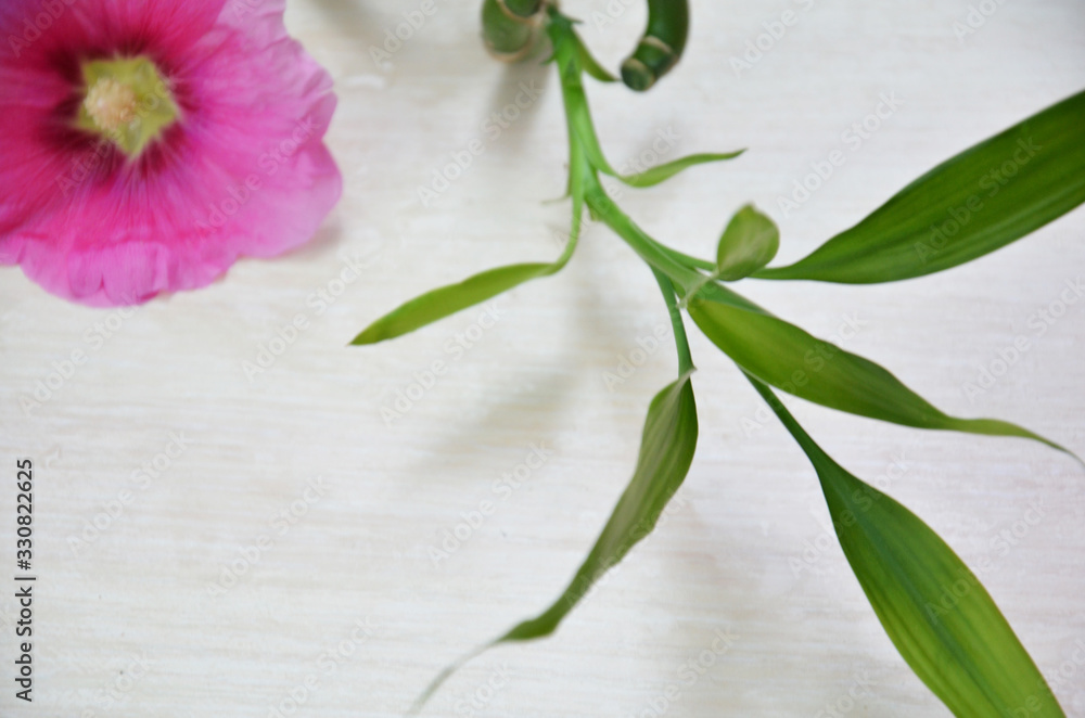 background of a spa with pink flower on water in a basin and a sprig of green bamboo background of a spa with pink flower on water in a basin and a sprig of green bamboo