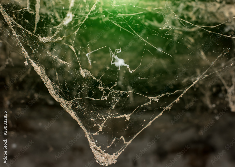 Horror cobweb spider web in old basement isolated Horror cobweb spider web in old basement isolated