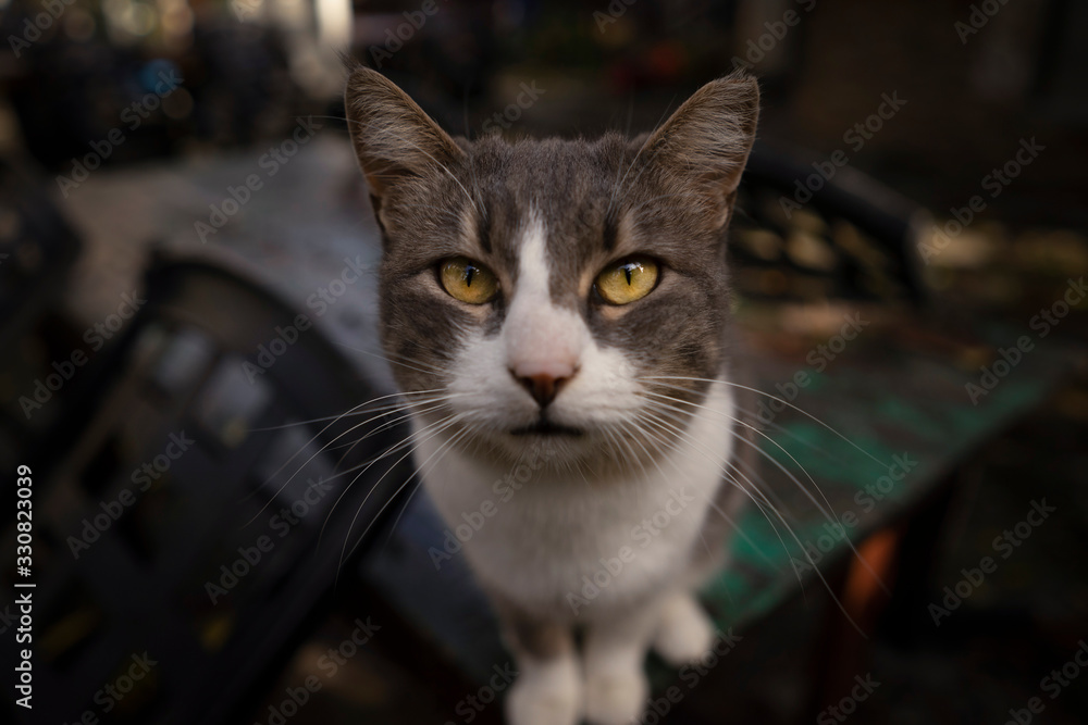 Katze. Katze.