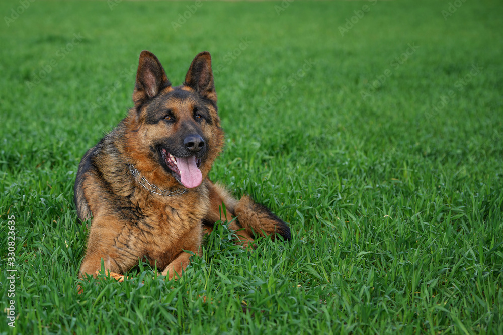 German shepherd running on a green meadow German shepherd running on a green meadow
