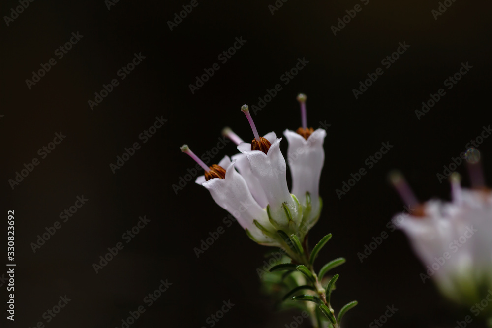 Heath white flowers Heath white flowers