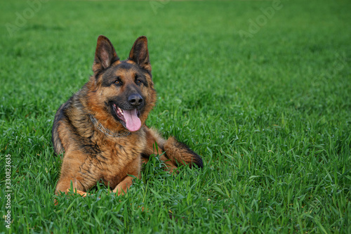 German shepherd running on a green meadow