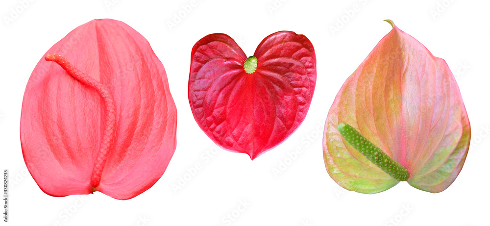 Obraz premium Anthurium flowers of different colors isolated on a white background.