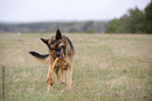 German shepherd running on a green meadow © serav