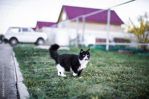 Beautiful fluffy black- and- white cat, with green eyes, walks on the grass
