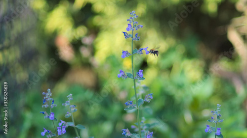 bumblebee next to catnip flowers