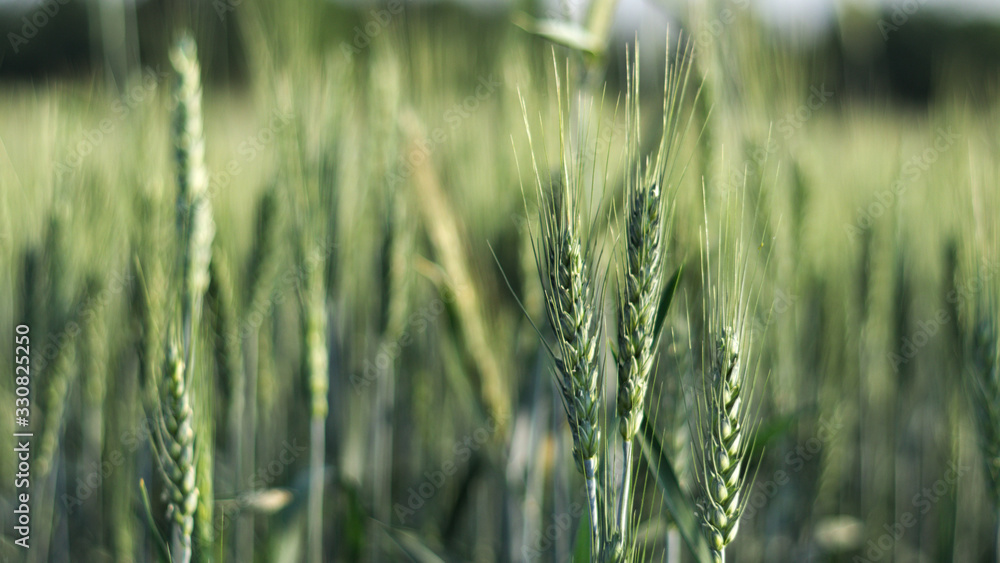 Obraz premium Field of grain