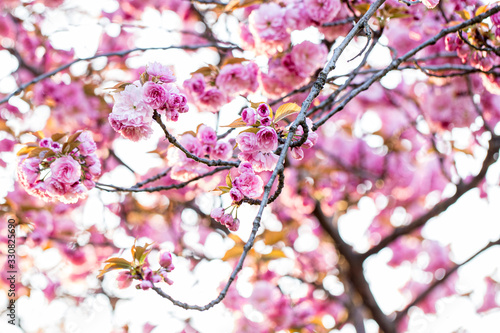 tree with pink flowers in spring