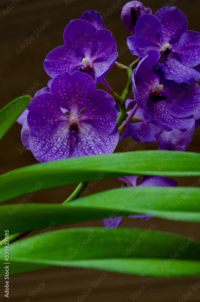 Naklejka premium Orchids