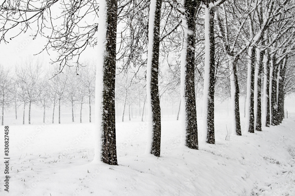 heavy snow with trees heavy snow with trees