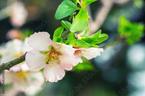 Fototapeta Naklejka Na Ścianę i Meble -  Almond tree flowers bloom background.