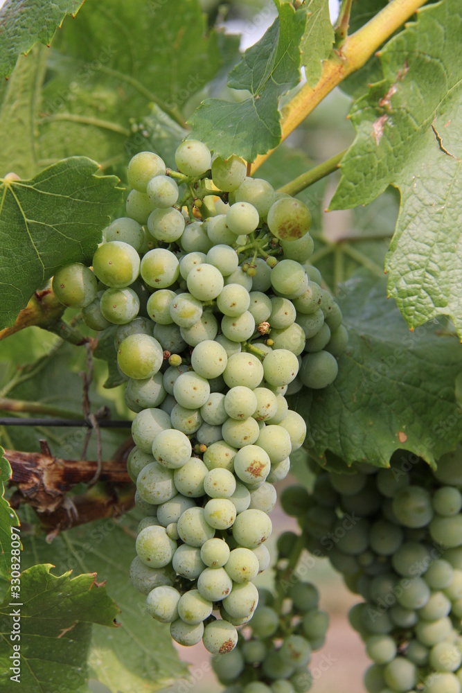 Winery grapes