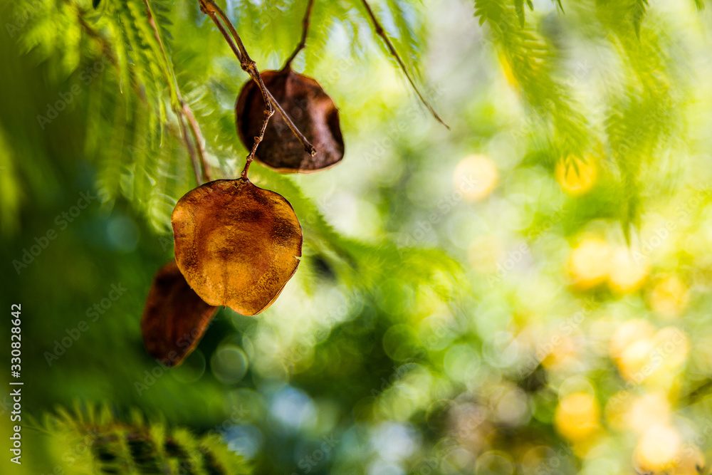 Naklejka premium macro tree seeds