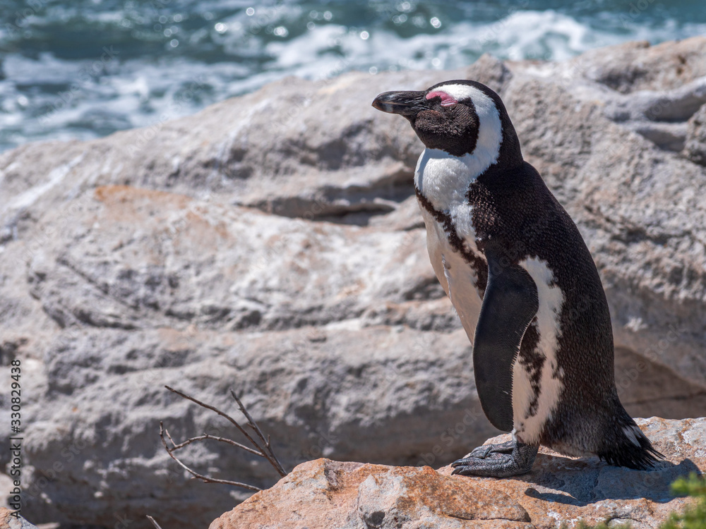 Obraz premium Bettys Bay with cute Penguins in close up view