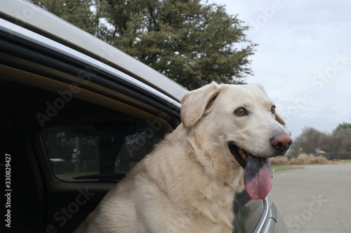 Dog riding in a car looking out the back window.