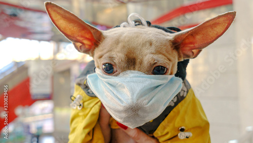 Cute dog face in protection virus medical mask. Protection coronavirus. Covid-19 concept. © kalyanby