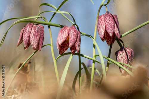 Snake's head fritillary (Fritillaria meleagris) or chess flower, frog-cup, guinea flower, leper lily, Lazarus bell or kockavica in family Lilliaceae, chequered pattern flowers in shades of purple, rar
